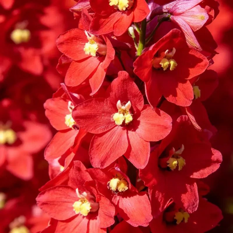 Red Delphinium Seeds - Verdseeds
