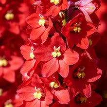 Red Delphinium Seeds - Verdseeds