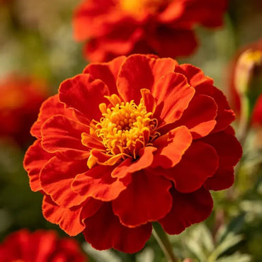 Red Double Petals Sulfur Cosmos Seeds - Verdseeds