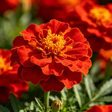 Red Double Petals Sulfur Cosmos Seeds - Verdseeds
