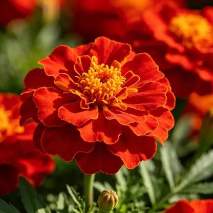 Red Double Petals Sulfur Cosmos Seeds - Verdseeds