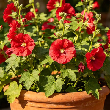 Red Dwarf Hollyhock Seeds - Verdseeds