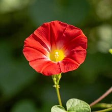 Red Dwarf Morning Glory Seeds - Verdseeds