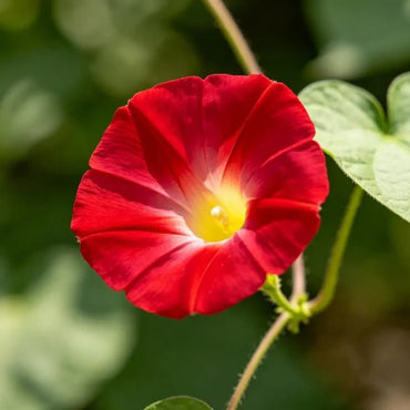 Red Dwarf Morning Glory Seeds - Verdseeds