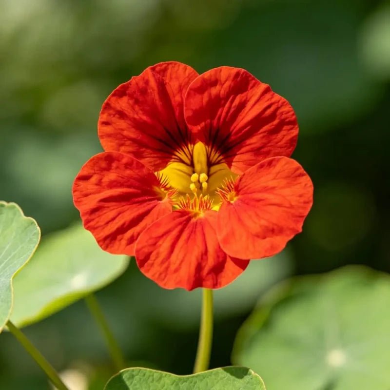 Red Dwarf Morning Glory Seeds - Verdseeds