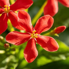 Red Edging Lobelia Seeds - Verdseeds