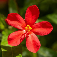 Red Edging Lobelia Seeds - Verdseeds