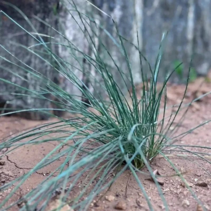 Red Fescue Seeds - Verdseeds