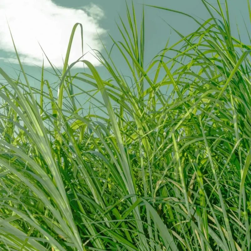 Red Fescue Seeds - Verdseeds