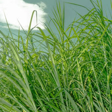 Red Fescue Seeds - Verdseeds
