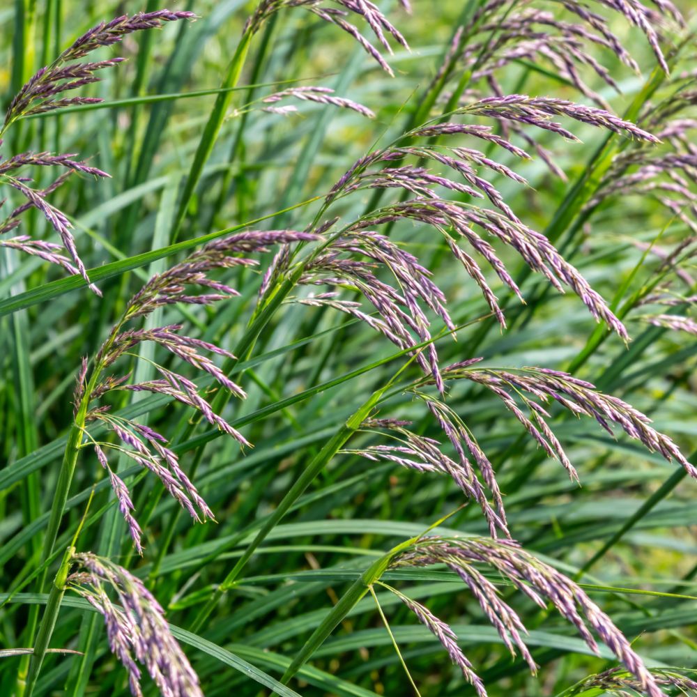 Red Fescue Seeds - Verdseeds