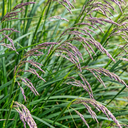 Red Fescue Seeds - Verdseeds