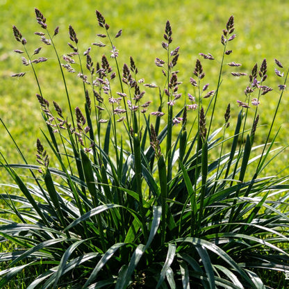 Red Fescue Seeds - Verdseeds