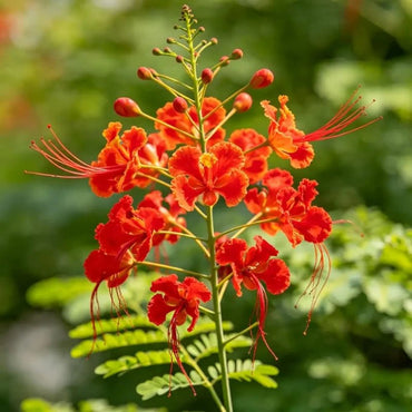 Red - Flowered Incarvillea Seeds - Verdseeds