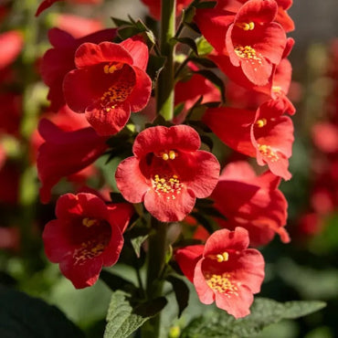 Red Foxglove Seeds - Verdseeds