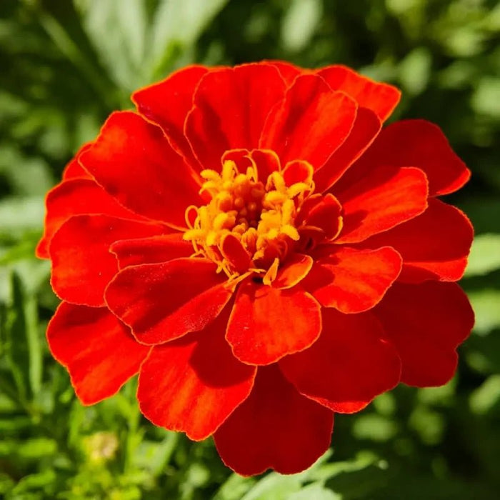 Red French Marigold Seeds - Verdseeds