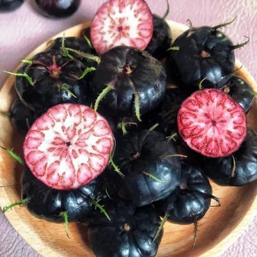 Red-Fruit Ginseng Seeds - Verdseeds