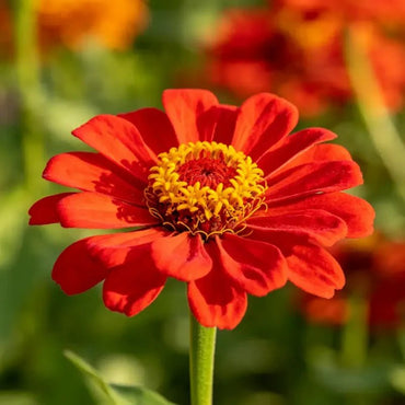 Red Gaillardia Seeds - Verdseeds