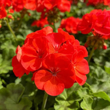 Red Geranium Seeds - Verdseeds