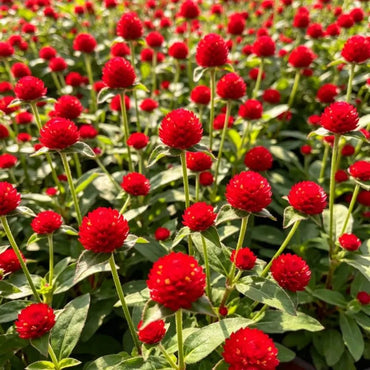 Red Globe Amaranth Seeds - Verdseeds