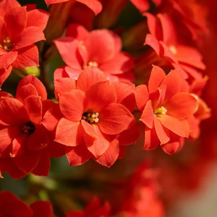 Red Godetia Seeds - Verdseeds