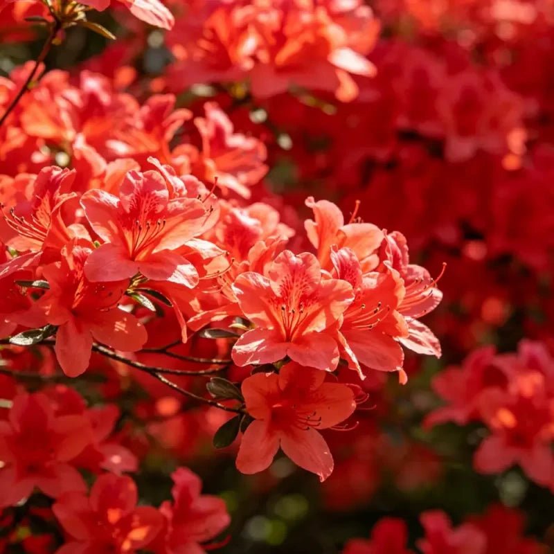 Red Godetia Seeds - Verdseeds