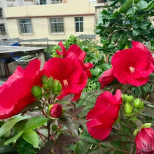 Red Hibiscus Seeds - Verdseeds
