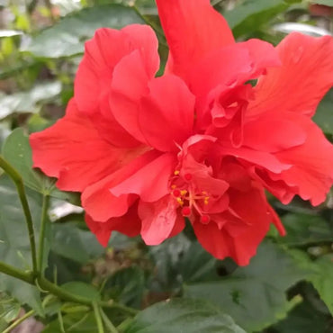 Red Hibiscus Seeds - Verdseeds