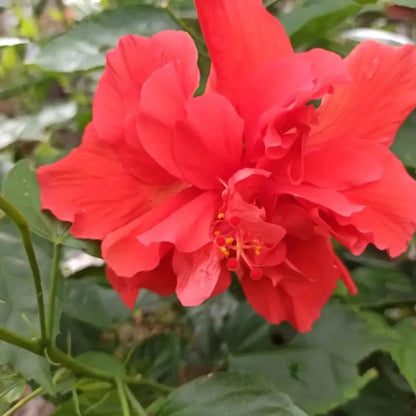 Red Hibiscus Seeds - Verdseeds