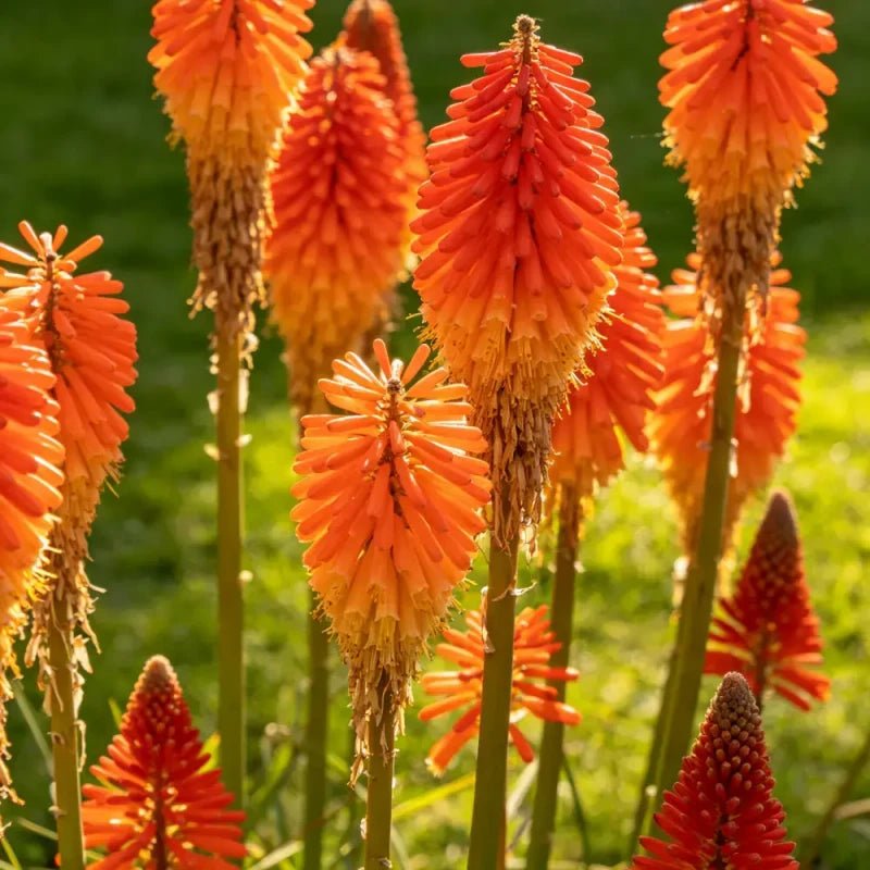 Red Hot Poker Seeds - Verdseeds