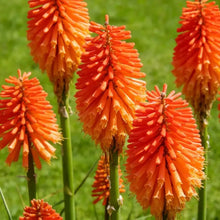 Red Hot Poker Seeds - Verdseeds