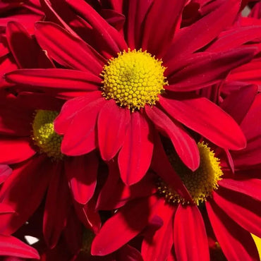 Red Large - flowered English Daisy Seeds - Verdseeds