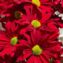 Red Large - flowered English Daisy Seeds - Verdseeds
