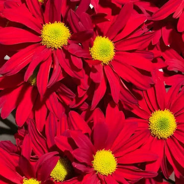Red Large - flowered English Daisy Seeds - Verdseeds