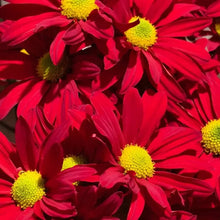 Red Large - flowered English Daisy Seeds - Verdseeds