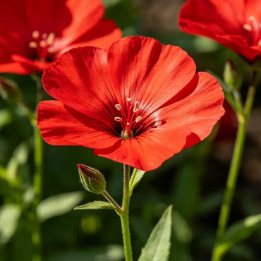Red Large - flowered Lychnis Seeds - Verdseeds