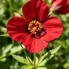 Red Large - flowered Lychnis Seeds - Verdseeds