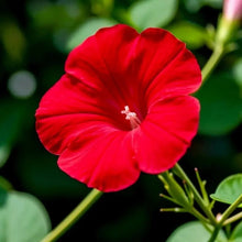 Red Large-flowered Morning Glory - Verdseeds