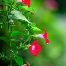 Red Large-flowered Morning Glory - Verdseeds
