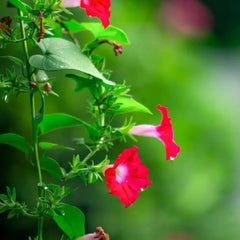 Red Large-flowered Morning Glory - Verdseeds