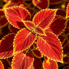 Red Leaves with Yellow Edges Coleus Seeds - Verdseeds