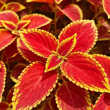 Red Leaves with Yellow Edges Coleus Seeds - Verdseeds