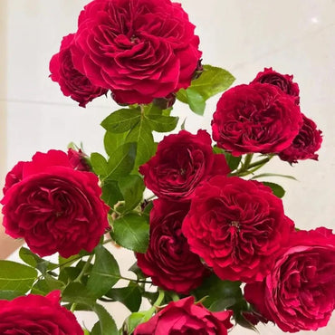 Red Leonardo da Vinci Rose Seeds - Verdseeds
