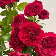 Red Leonardo da Vinci Rose Seeds - Verdseeds
