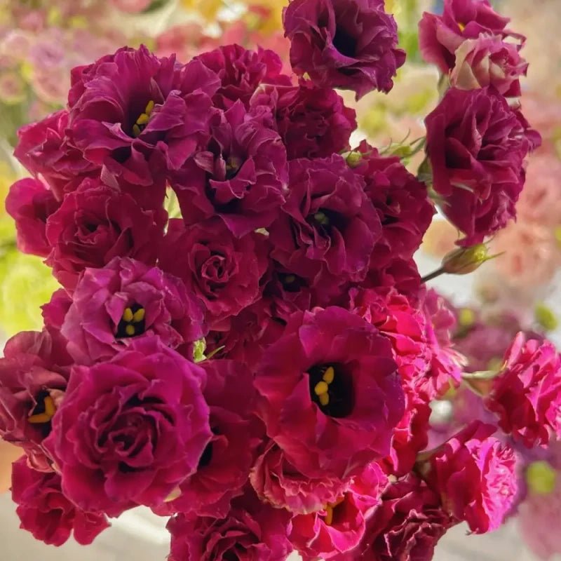 Red Lisianthus Seeds - Verdseeds