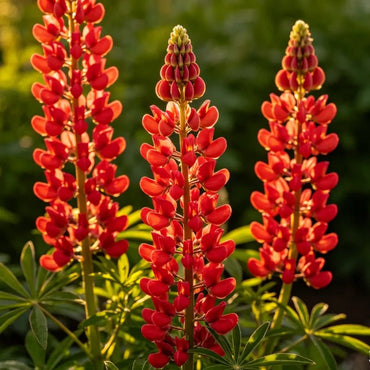 Red Lupin Seeds - Verdseeds