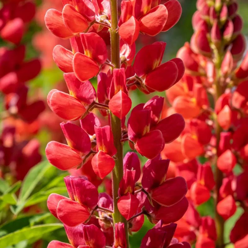 Red Lupin Seeds - Verdseeds