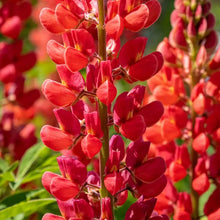 Red Lupin Seeds - Verdseeds