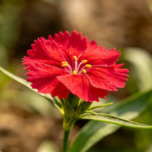 Red Maiden Pink Seeds - Verdseeds