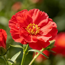 Red Maiden Pink Seeds - Verdseeds